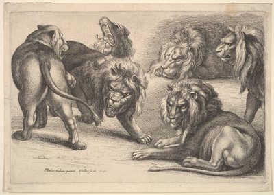 Fem løver og en løvinne, 1646. av Wenceslaus Hollar