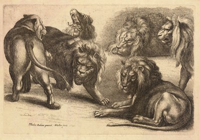 Fem løver og en løvinne, etter Rubens av Wenceslaus Hollar
