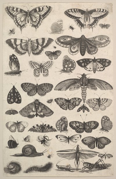 Førtien insekter, inkludert møll og sommerfugler, 1625-77. av Wenceslaus Hollar
