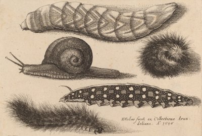 Fire larver og en snegl, 1646. av Wenceslaus Hollar