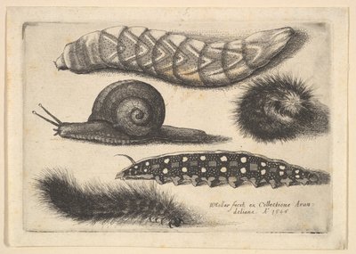 Fire larver og en snegl, 1646. av Wenceslaus Hollar