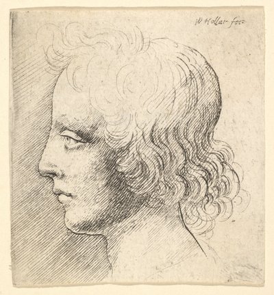 Hode av en ung mann av Wenceslaus Hollar