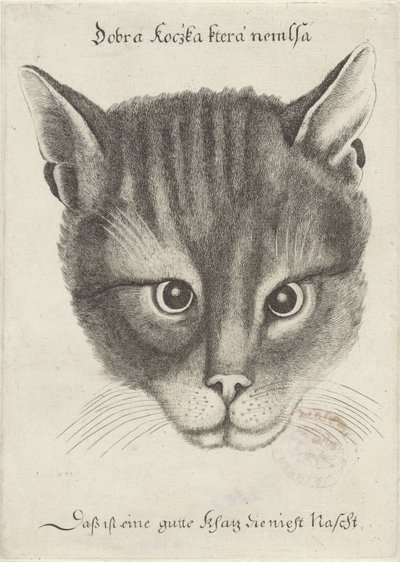 Hodet til en katt av Wenceslaus Hollar