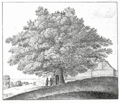 Hollow Tree i Hampstead, 1663 av Wenceslaus Hollar