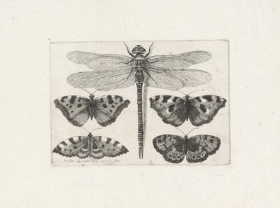 Øyenstikker og fire sommerfugler av Wenceslaus Hollar