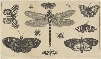 Øyenstikker, marihøner og sommerfugler Diverse insekter (serietittel) Diversae Insectorum (serietittel) av Wenceslaus Hollar