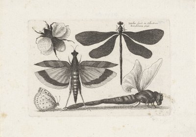 Øyenstikker, sommerfugl og en humle Insekter (serietittel) Muscarum Scarabeorum (serietittel) av Wenceslaus Hollar