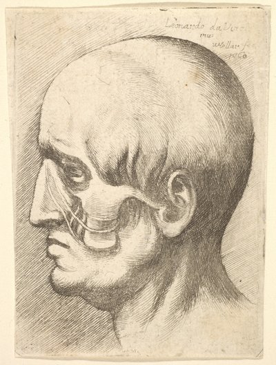 Mannshode i profil til venstre med muskler blottlagt, 1660. av Wenceslaus Hollar