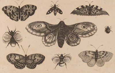 Møll, sommerfugler og bier. av Wenceslaus Hollar