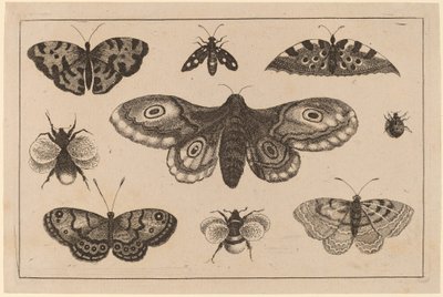Møll, sommerfugler og bier av Wenceslaus Hollar