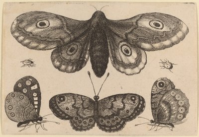 Møll, tre sommerfugler og to biller av Wenceslaus Hollar