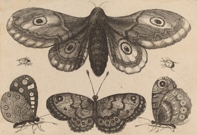 Møll, tre sommerfugler og to biller, 1646. av Wenceslaus Hollar