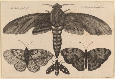 Møll og tre sommerfugler av Wenceslaus Hollar