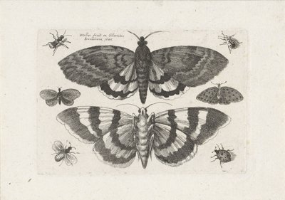 Møll og små insekter Insekter (serietittel) Muscarum Scarabeorum (serietittel) av Wenceslaus Hollar