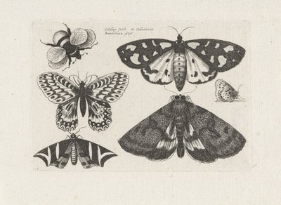 Møll, sommerfugler og en humle Insekter (serietittel) Muscarum Scarabeorum (serietittel) av Wenceslaus Hollar