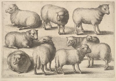 Ni sauer, 1646. av Wenceslaus Hollar