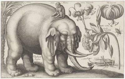 Elefant, ape, blomster og insekter Planter og dyr (serietittel) Animalium Ferarum (serietittel på objekt) av Wenceslaus Hollar