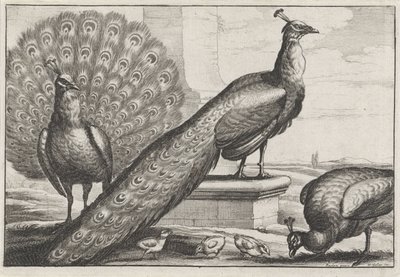 påfugler Diversae avium arter (serietittel) Forskjellige fugler (serietittel) av Wenceslaus Hollar