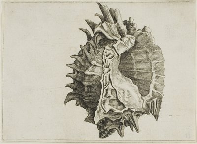 Pink-mouth Murex (phyllonotus erythrostomus) av Wenceslaus Hollar