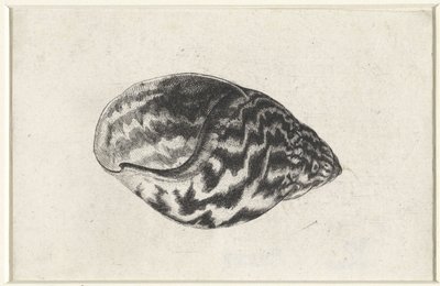 Skall, achatina achatina Skjell (serietittel) av Wenceslaus Hollar