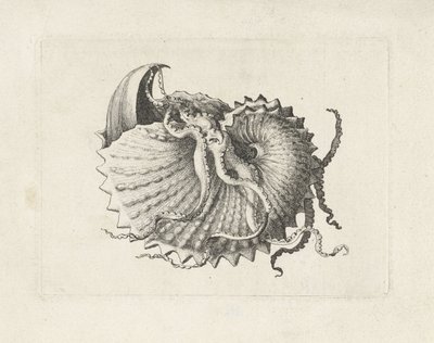 Skall, argonauta nodosa Skjell (serietittel) av Wenceslaus Hollar