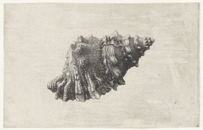 Skall, bursa rubeta Skjell (serietittel) av Wenceslaus Hollar
