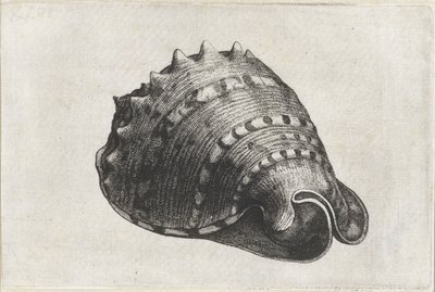 Shell, cassis cornuta Shells (serietittel) av Wenceslaus Hollar