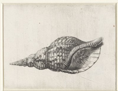 Skjell, charonia tritonis Skjell (serietittel) av Wenceslaus Hollar