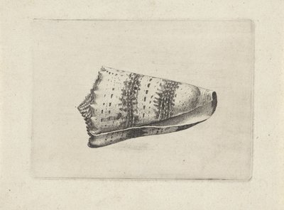 Skall, kjegle imperialis Skjell (serietittel) av Wenceslaus Hollar