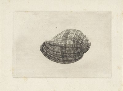 Shell, harpa major Skjell (serietittel) av Wenceslaus Hollar