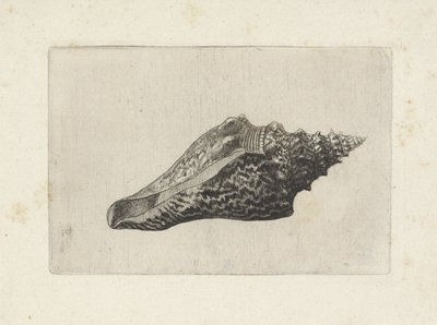Skall, hemifusus ternatanus Skjell (serietittel) av Wenceslaus Hollar