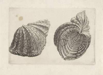 Skjell, flodhest flodhest Skjell (serietittel) av Wenceslaus Hollar