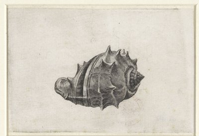 Shell, melongena melongena Shells (serietittel) av Wenceslaus Hollar