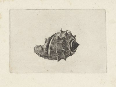 Shell, melongena melongena Skjell (serietittel) av Wenceslaus Hollar