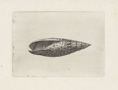 Skjell, mitra papalis Skjell (serietittel) av Wenceslaus Hollar