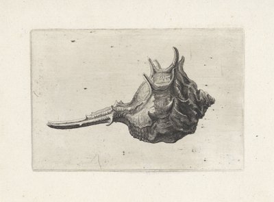 Shell, murex brevispina Shells (serietittel) av Wenceslaus Hollar