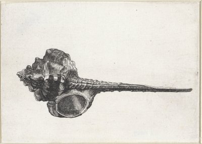 Shell, murex haustellum Shells (serietittel) av Wenceslaus Hollar