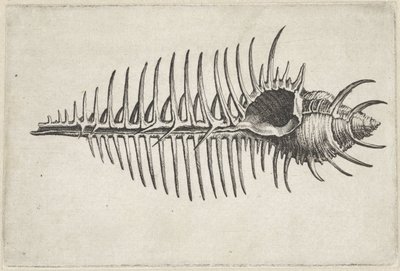 Skall, murex pecten Skjell (serietittel) av Wenceslaus Hollar