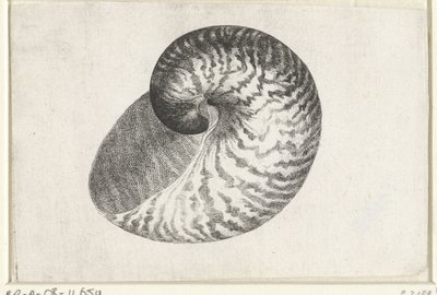 Skjell, nautilus pompilius Skjell (serietittel) av Wenceslaus Hollar
