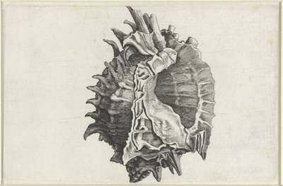 Skall, phyllonotus erythrostomus Skjell (serietittel) av Wenceslaus Hollar