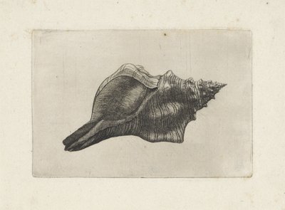 Skall, pleuroploca trapezium Skjell (serietittel) av Wenceslaus Hollar