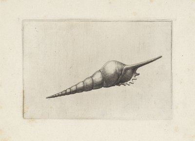 Schelp, fløytespindel melanocheilus Schelpen (serietittel) av Wenceslaus Hollar