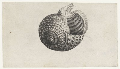 Skall, tonn dolium Skjell (serietittel) av Wenceslaus Hollar