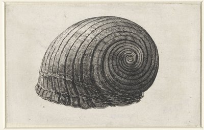 Shell, tonn galea Skjell (serietittel) av Wenceslaus Hollar