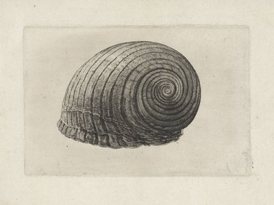 Shell, tonn galea Skjell (serietittel) av Wenceslaus Hollar