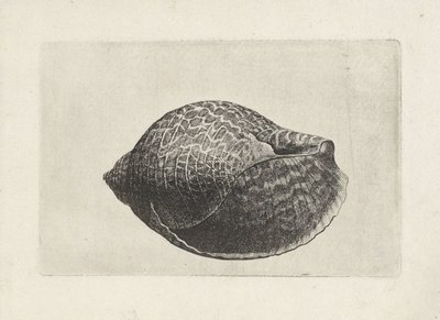 Shell, tonn perdix Shells (serietittel) av Wenceslaus Hollar