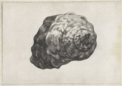 Shell, turbo sarmaticus Shells (serietittel) av Wenceslaus Hollar
