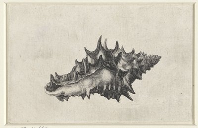 Skall, vasum keramik Skjell (serietittel) av Wenceslaus Hollar