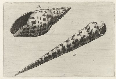 Schelpen, miter cardinalis (A) i terebra subulata (B) Schelpen (serietittel) av Wenceslaus Hollar
