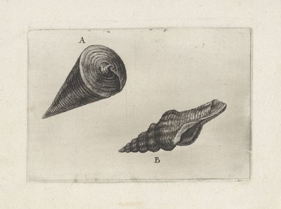 Skjell, telescopium telescopium (A) og fusinus laticostatus (B) Skjell (serietittel) av Wenceslaus Hollar